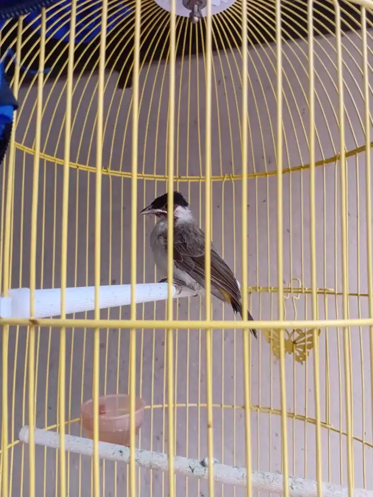 burung kutilang anakan