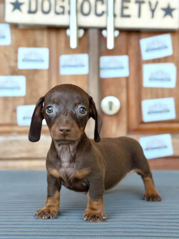 Mini Dachshund Smoothcoat, Bulu Glossy dan Aktif