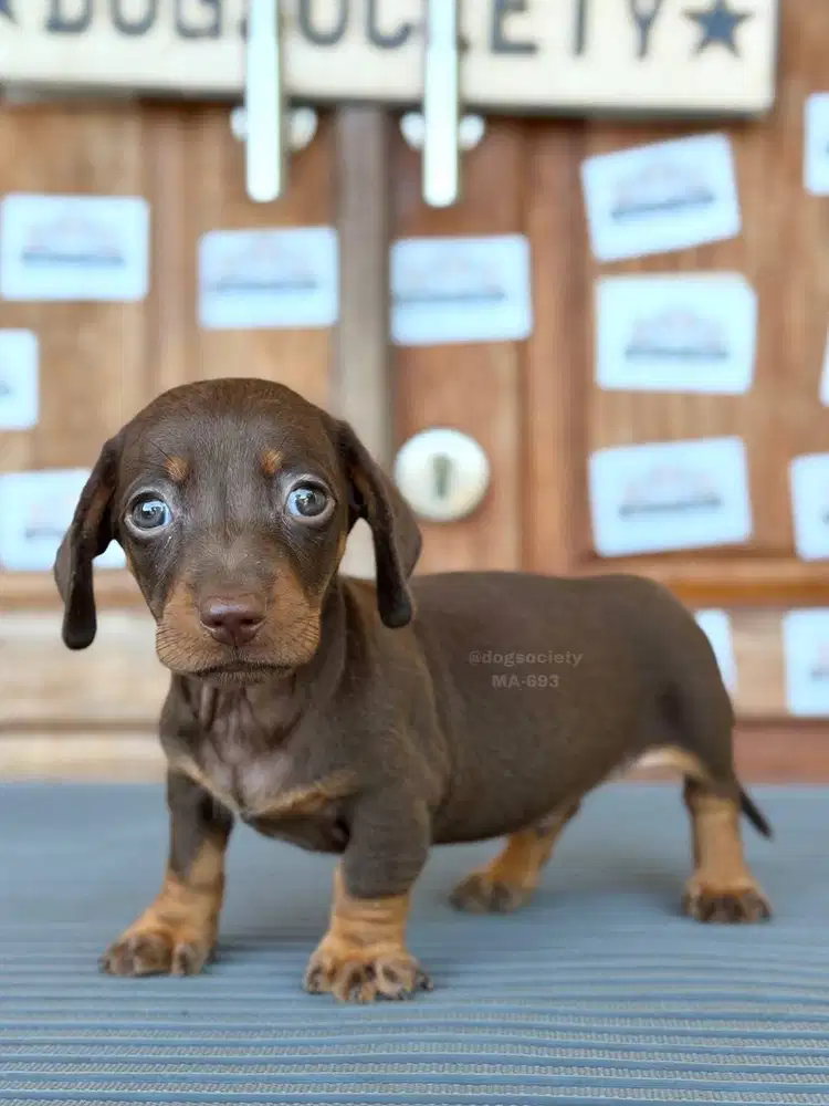 Dachshund Smoothcoat Premium Quality, Wajah Imut