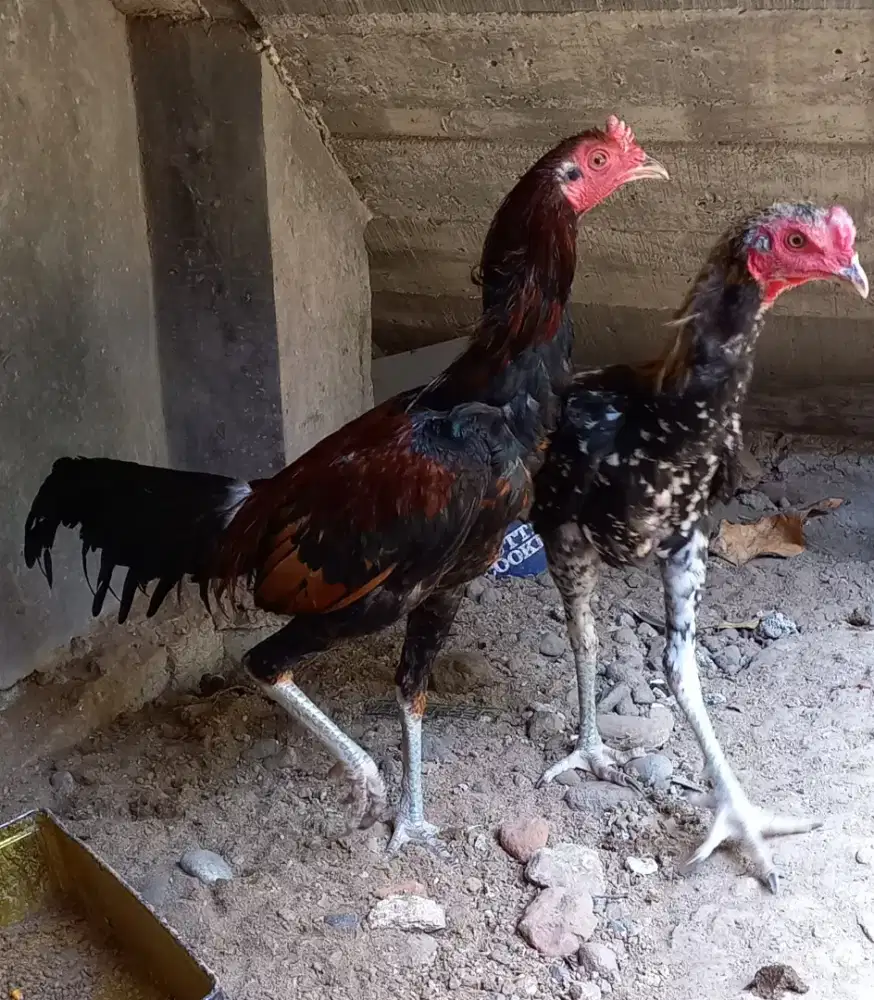 Ayam jagoan jenis mangon umur 5 bulan