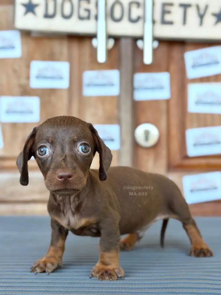 Anak Anjing Dachshund Smoothcoat, Friendly dan Smart