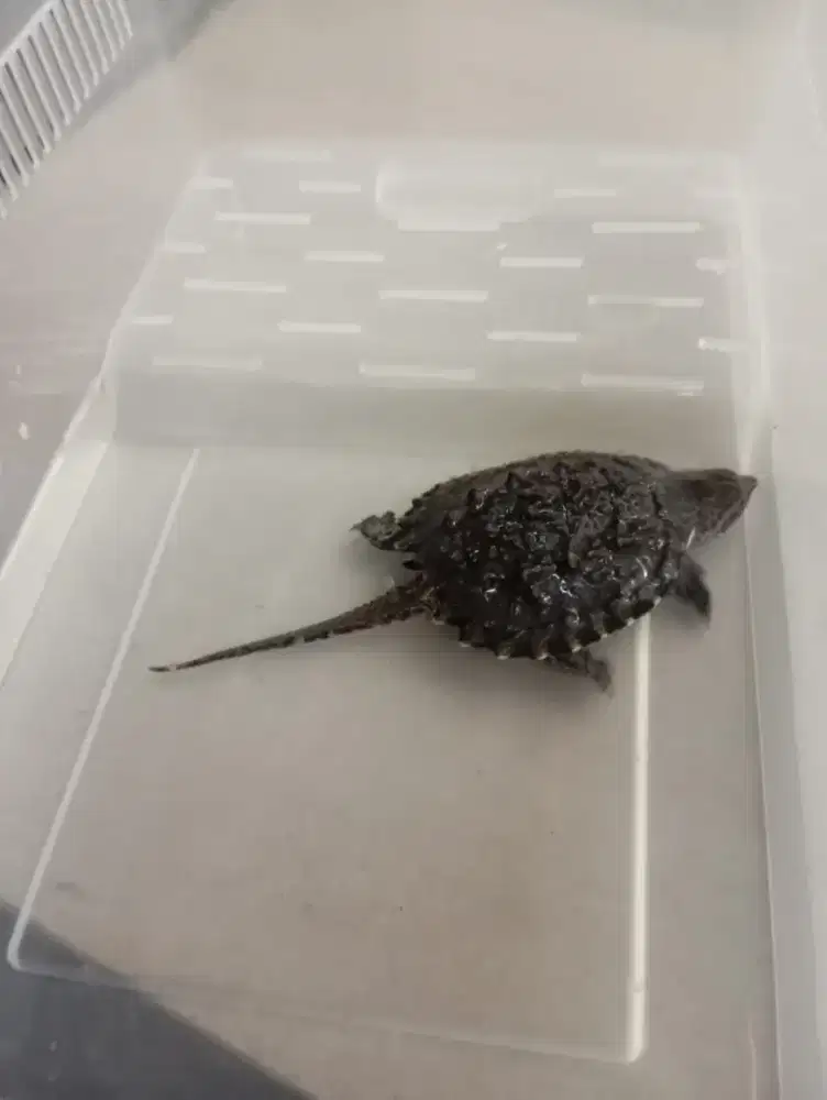 CST, common snapping turtle  baby