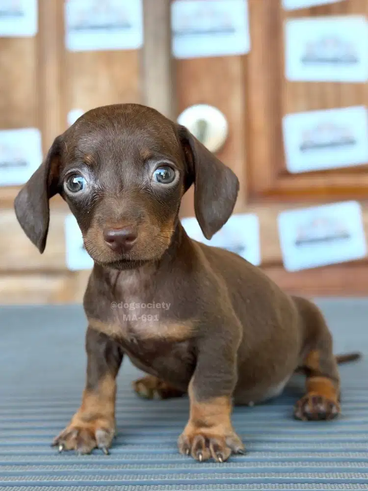 Dachshund Smoothcoat Import Line, Body Panjang Ideal