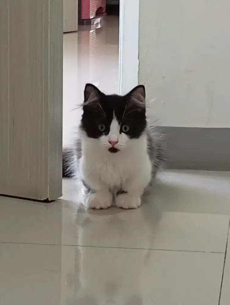 Munchkin kitten jantan 3 bln