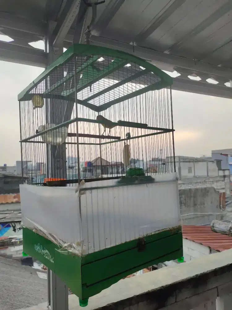 Burung Kenari AF Fullset