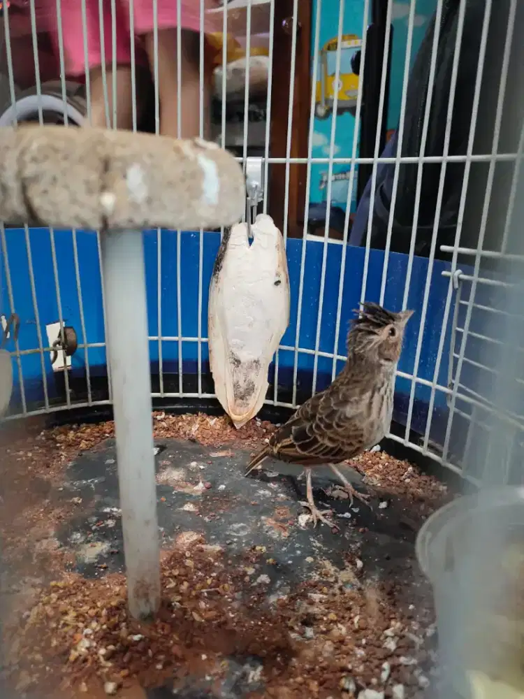 Burung Branjangan Parva Jantan Jambul