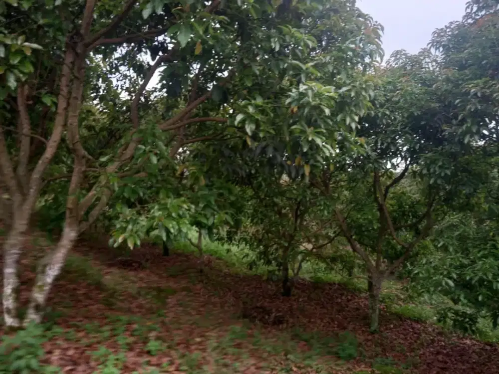 Jual Lahan Perkebunan dan Peternakan di Batang Jawa Tengah