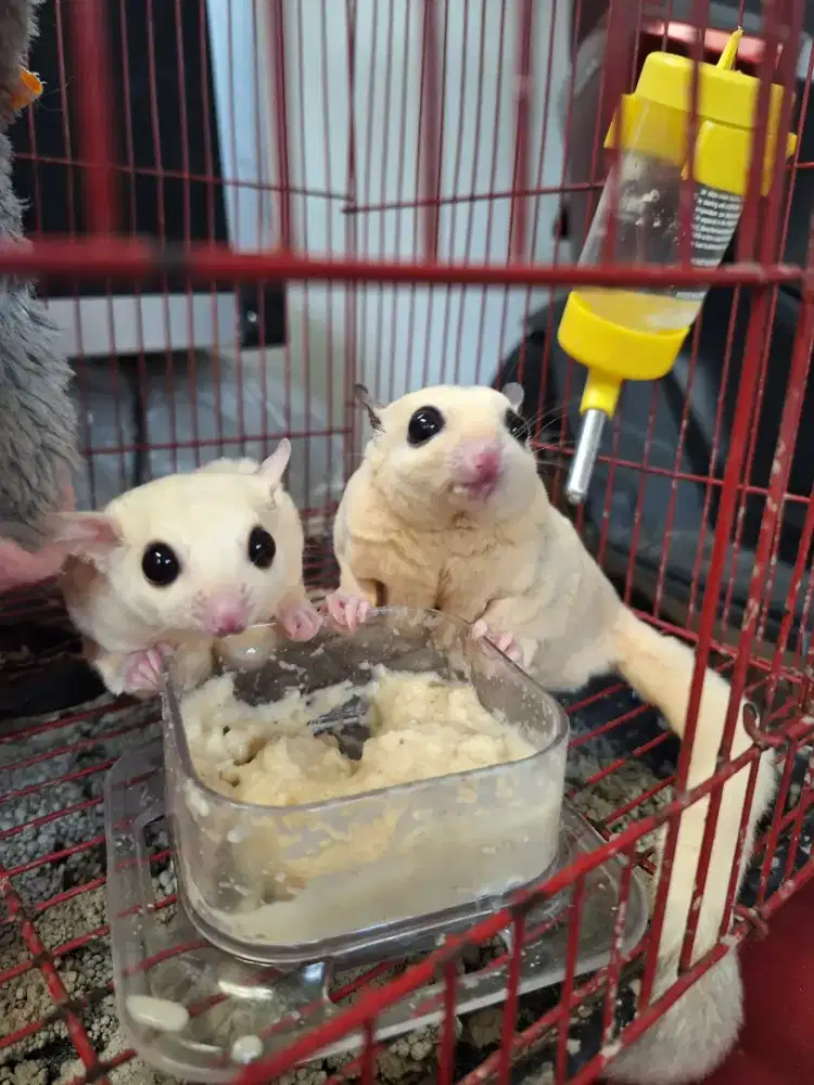 SG sepasang , sehat makan rakus