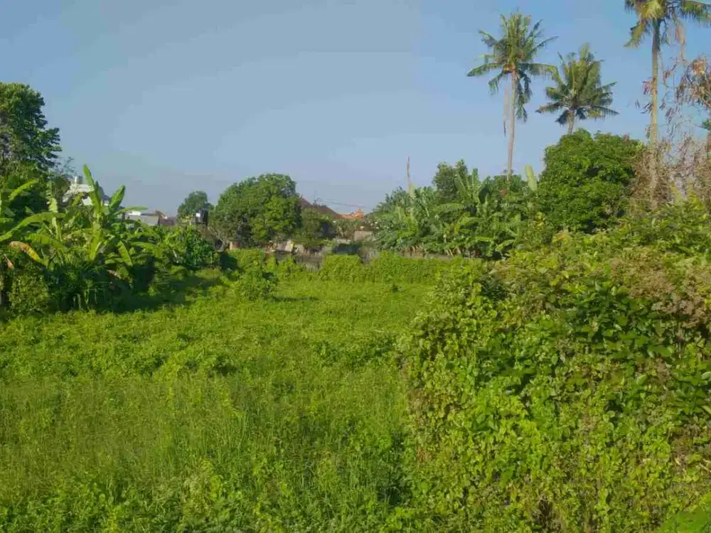 LAND FOR RENT, BUDUK, BADUNG, BALI