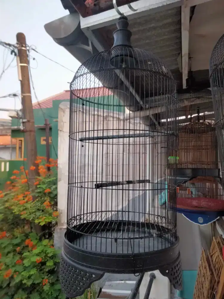 Kandang Lovebird no minus