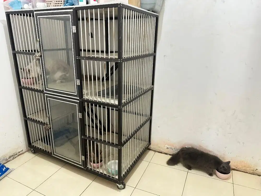 Lepas adopt kucing dan kandang