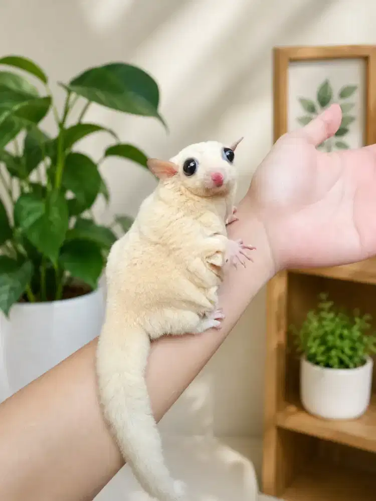 Sugar Glider Lucistic Obes