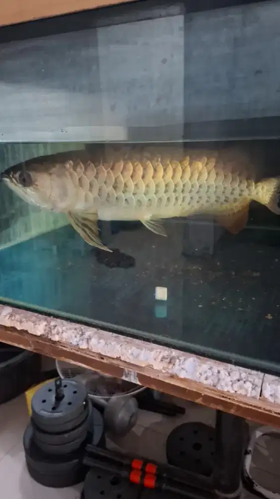 Arwana golden red