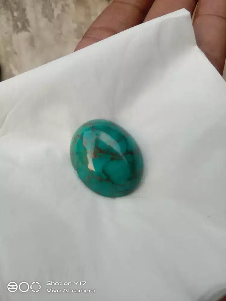 Pirus Persia jumbo