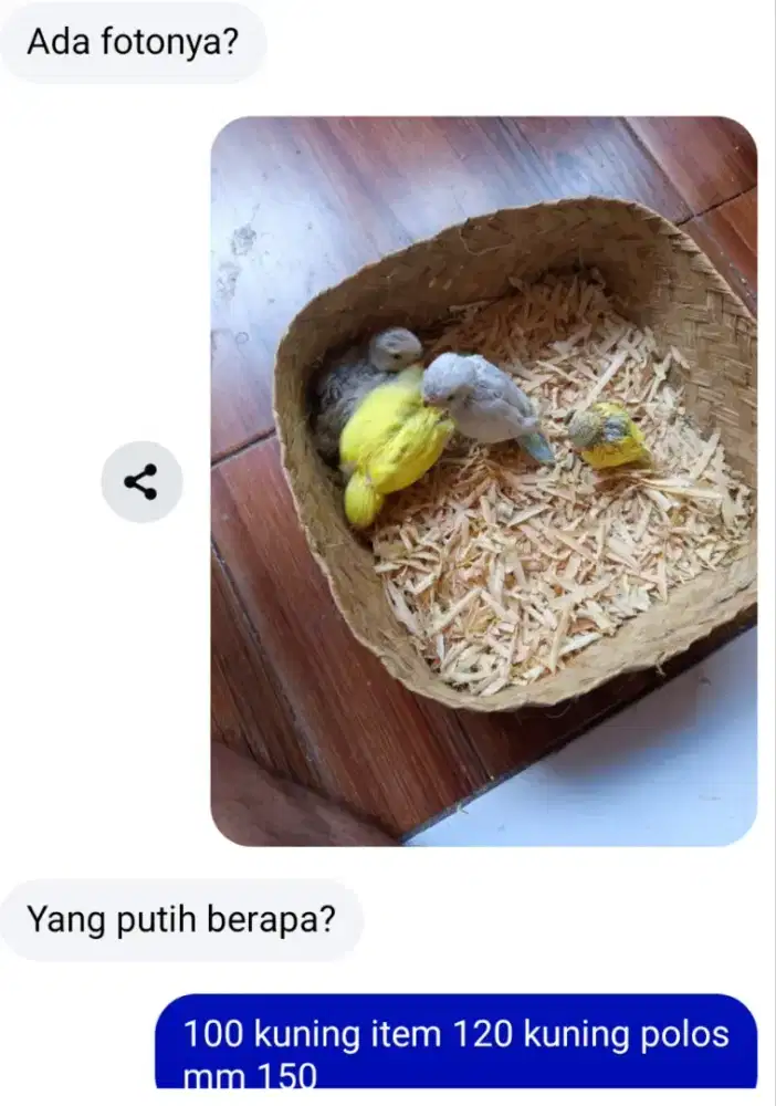 Lolohan nonklep & parkit