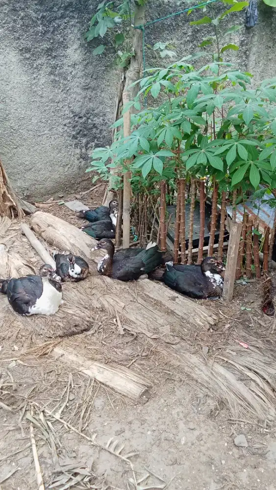 Jual bebek entok jantan dan betina