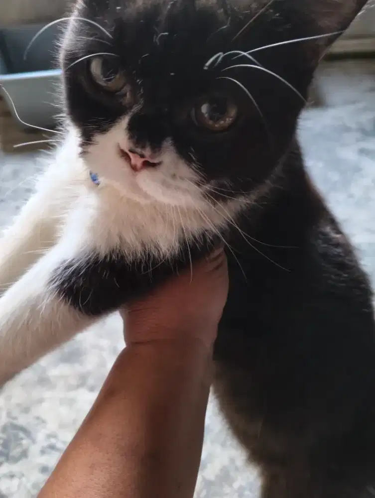 Alih adopsi Kucing 3 Ekor