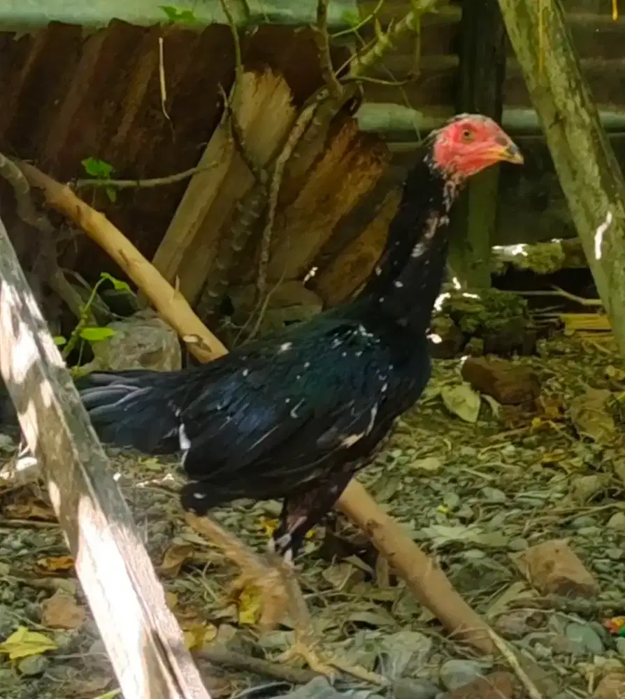 Ayam betina khoytrad sisik beras tumpah