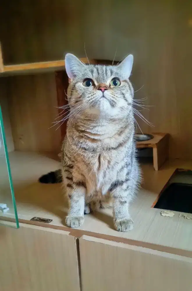Scottish BSH (betina)