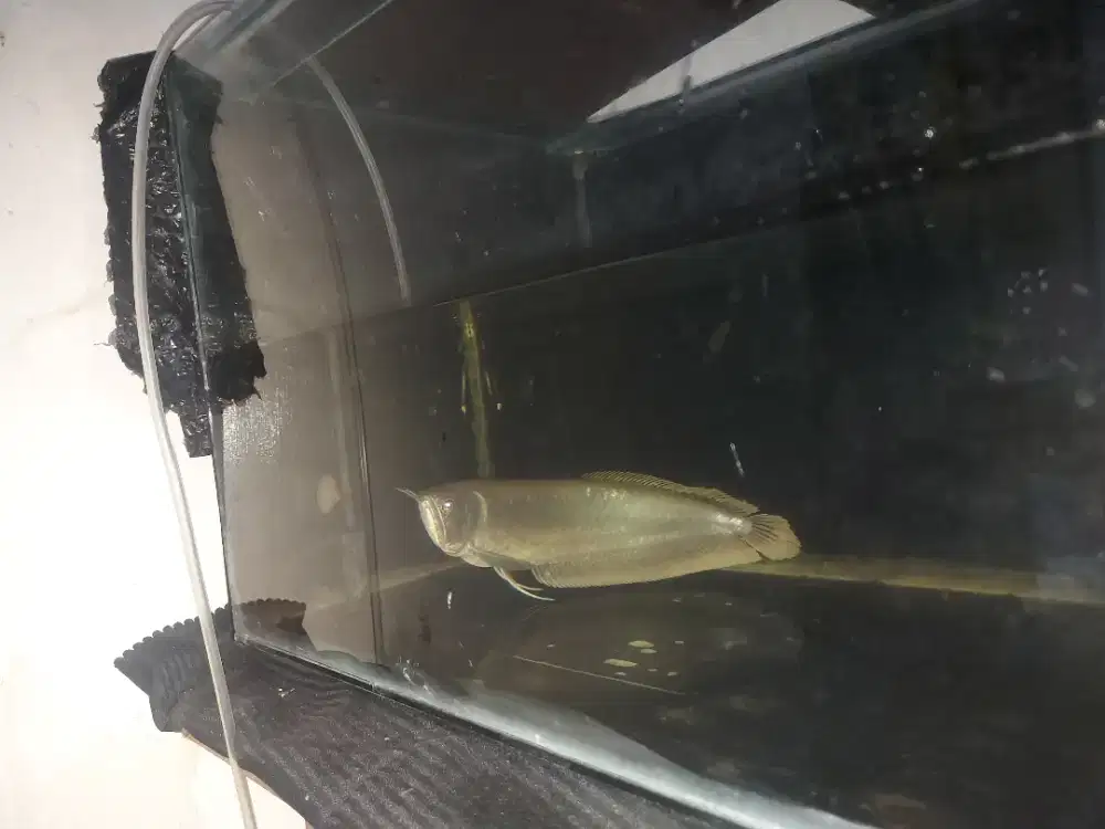 Ikan arwana silver red