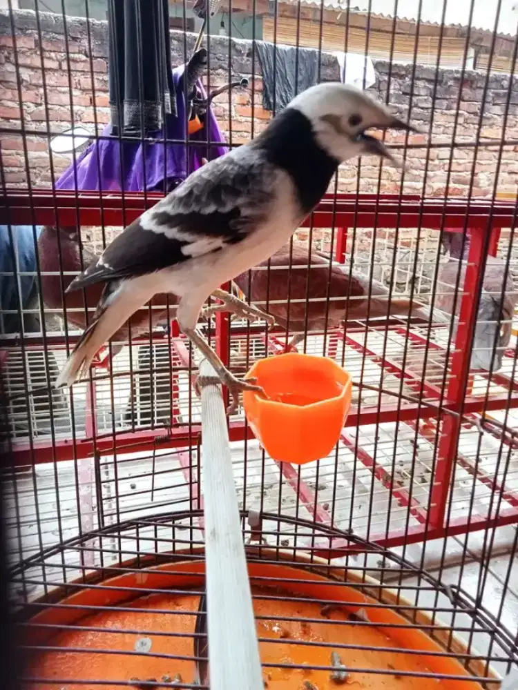 jalak hongkong muda