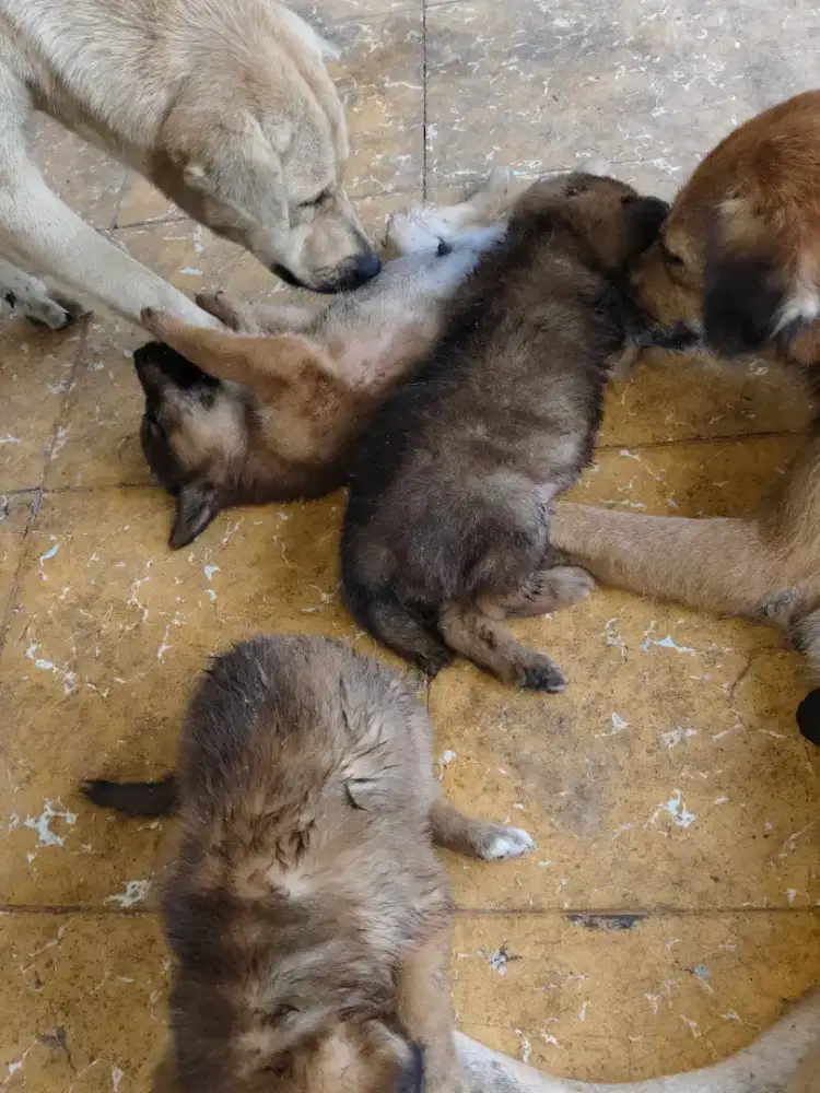 Anak anjing super lucu