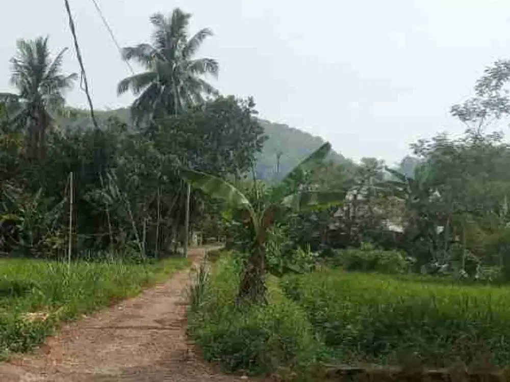 di jual lahan kebun dan sawah shm ADA MATA AIR di lokasi, akses mobil di Cisaat sukabumi