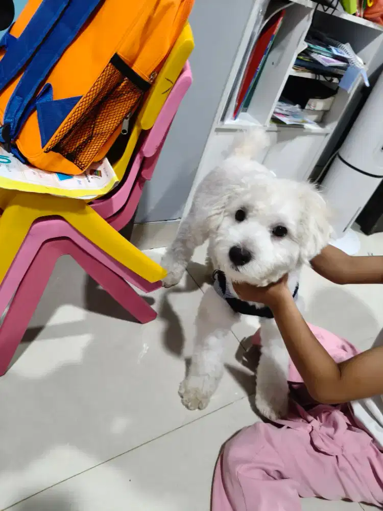 Dijual Anjing Minipoo (Maltese Mix Poodle)