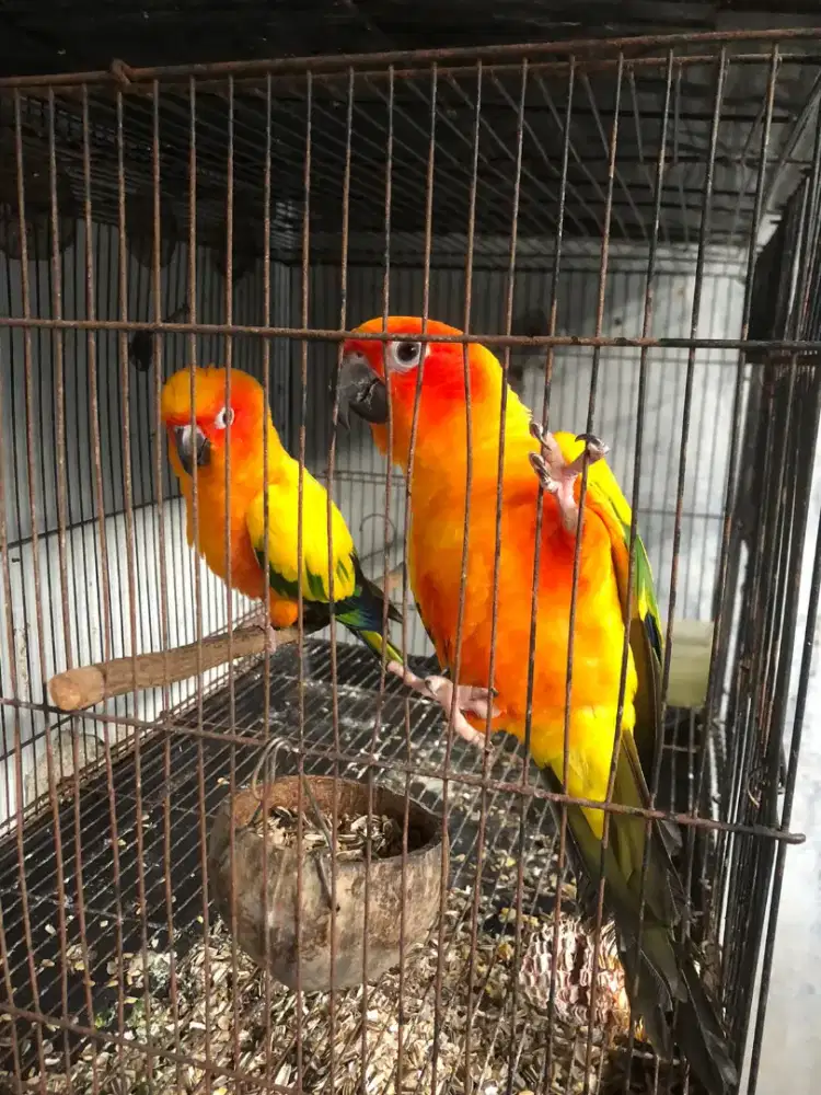 SUNCONURE SEPASANG KAWIN