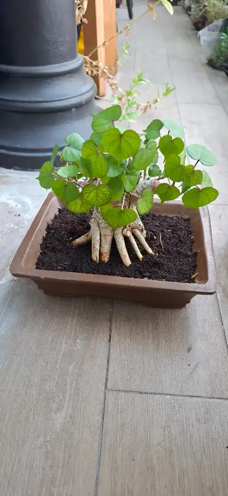 Bonsai Pohon Waru