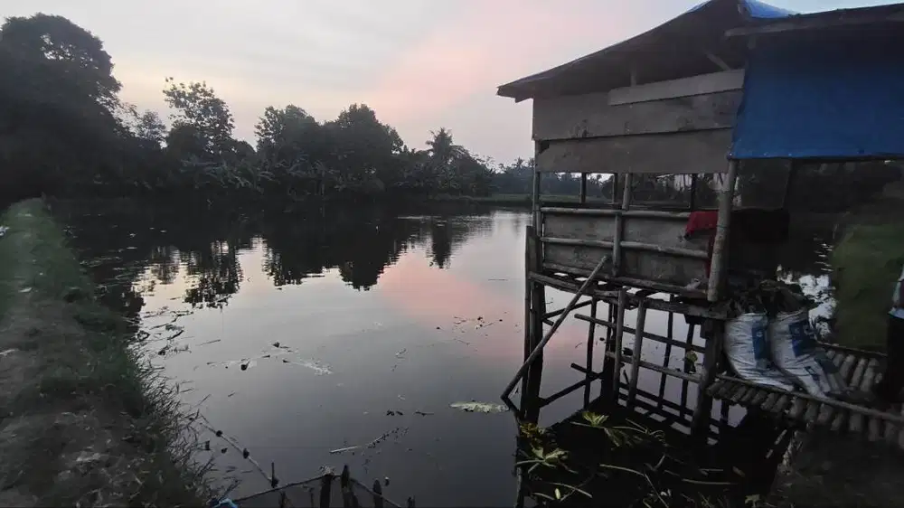 Dijual Tanah Empang Produktif, Cocok untuk Budidaya Ikan
