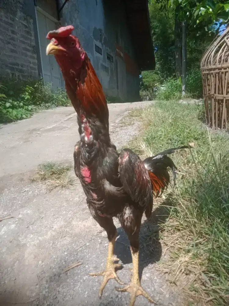 Ayam shamo Birma murah Monggo besar tinggi