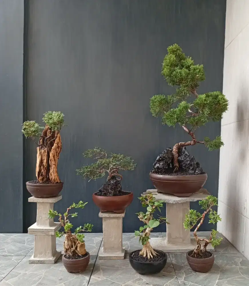 Mini bonsai paketan siap pajang