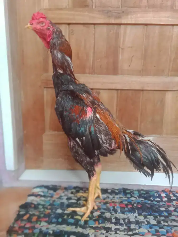 Ayam pakhoy phant pukul drumband jos win 1 x
