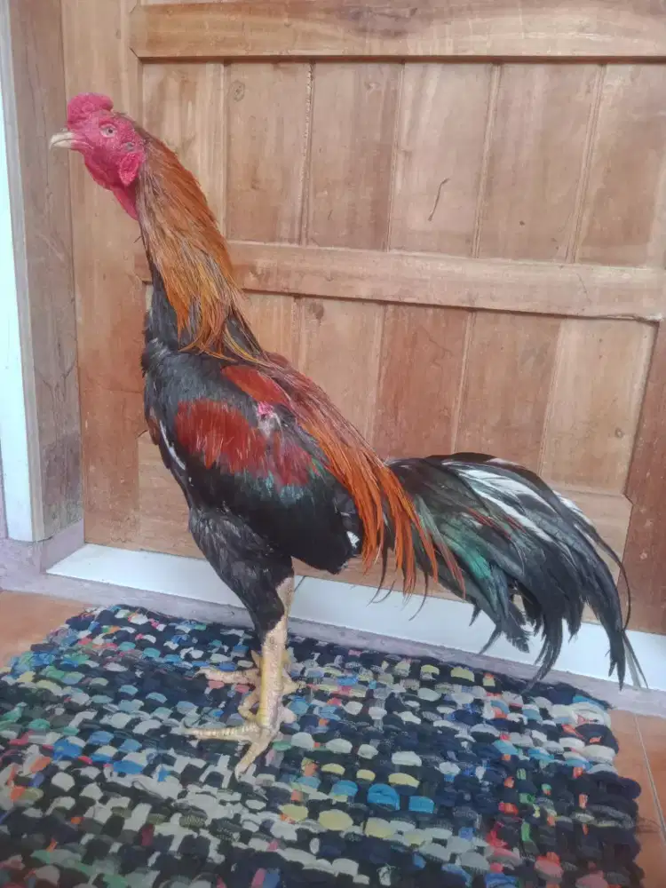 Ayam birkok Taji win 2 x murah