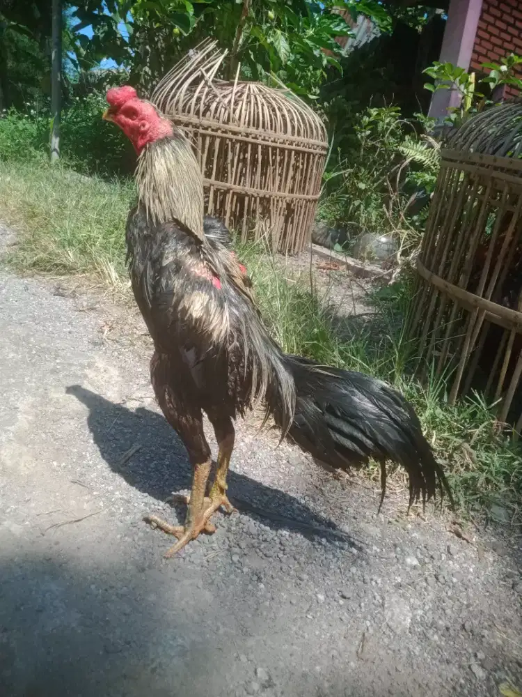 Ayam magon pukul sakit saraf win 4 x area tengah sudah murah minus