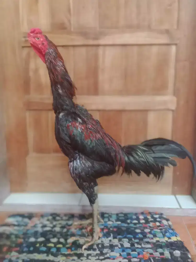 Ayam magon Muda murah Monggo