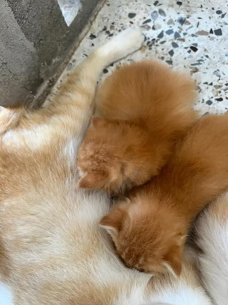 Lepas adopsi kucing mix dome-anggora dengan kitten long hairnya