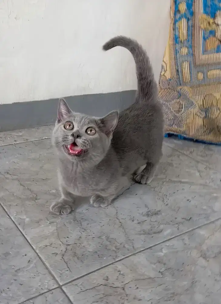Munchkin bsh blue betina