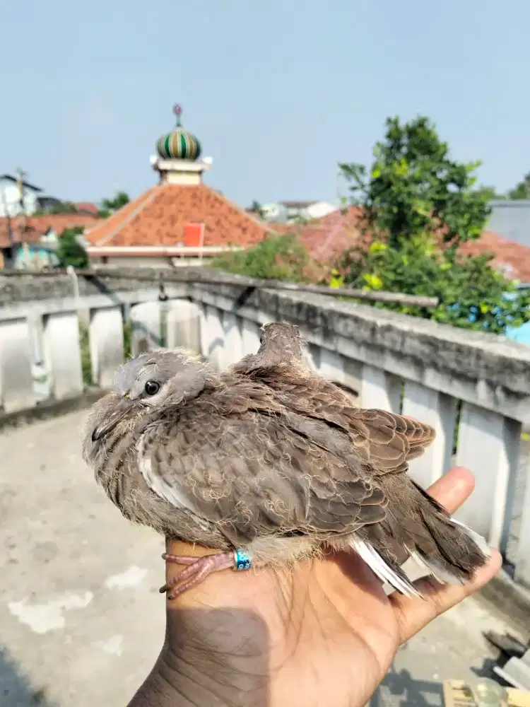 Lolohan tekukur/ derkuku indukan kuk 4/5