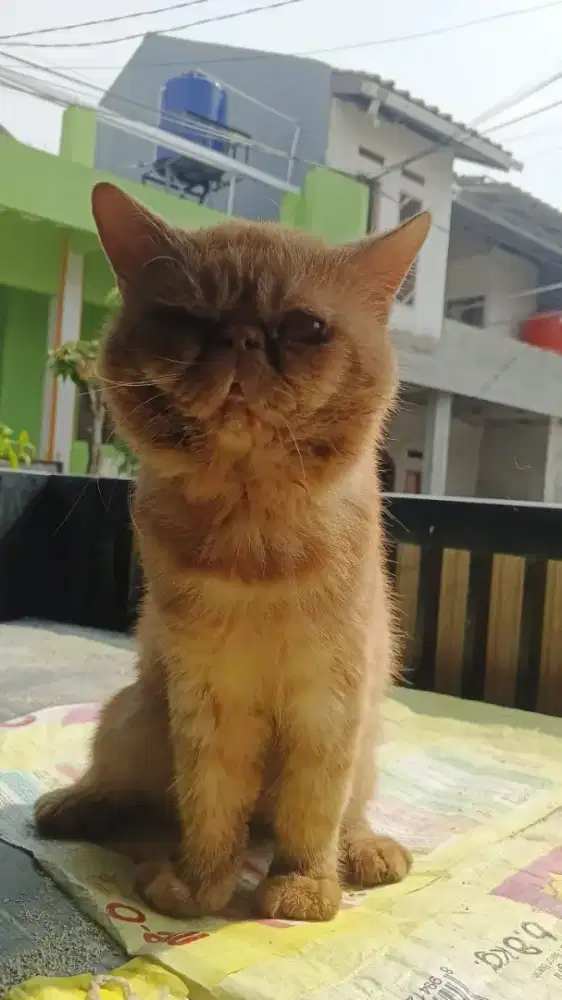 Kucing peaknose exo