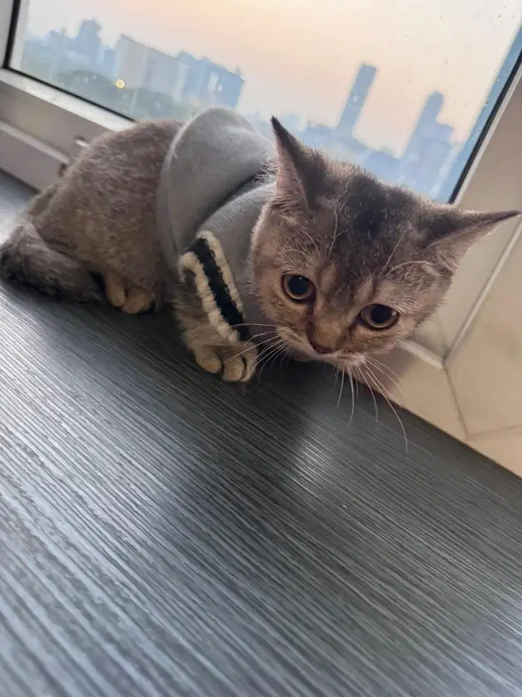 Open addopt munchkin bsh