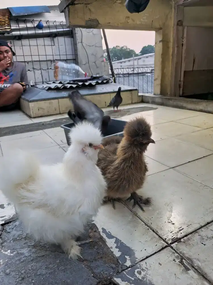 ayam american silky