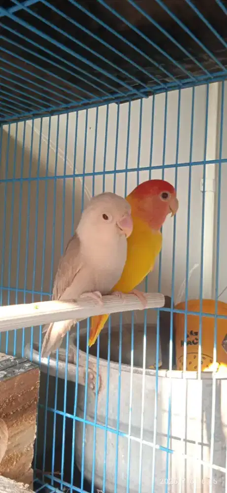 Burung love bird
