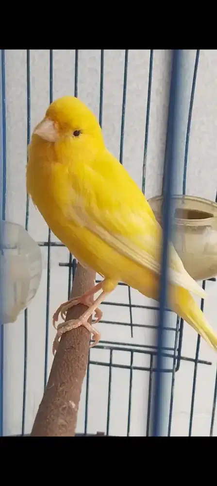 kenari kuning stabilo