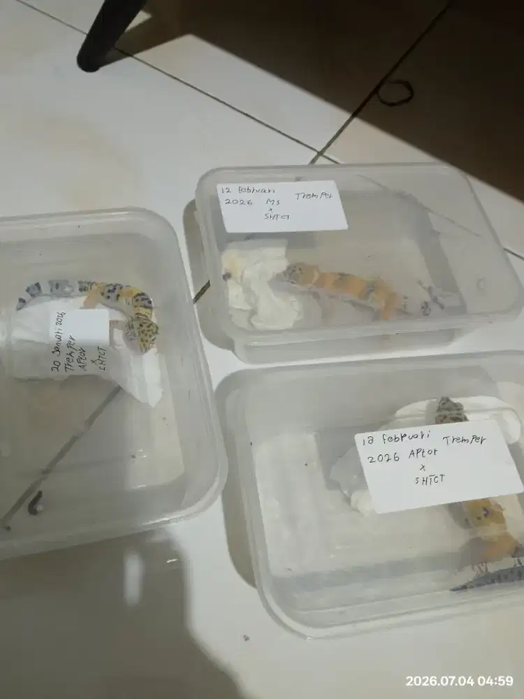 Baby leopard gecko