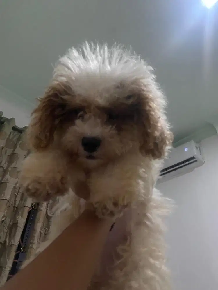 Jual anjing puppy maltipoo 4,5 bulan