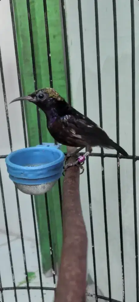 Burung kolibri ninja