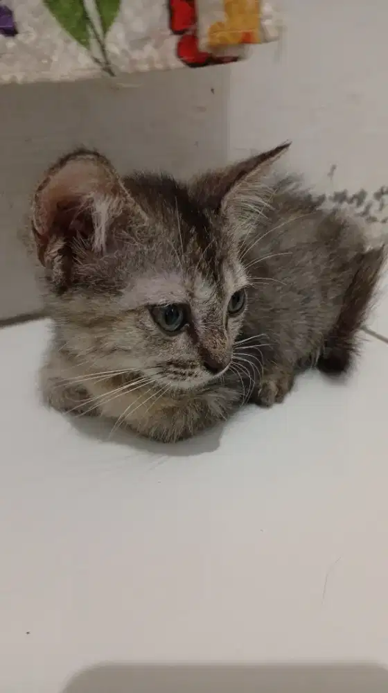 Kucing Persia..
