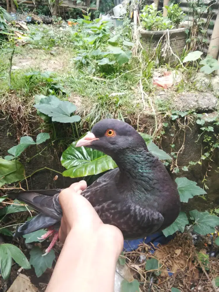 Jual murah merpati kolong
